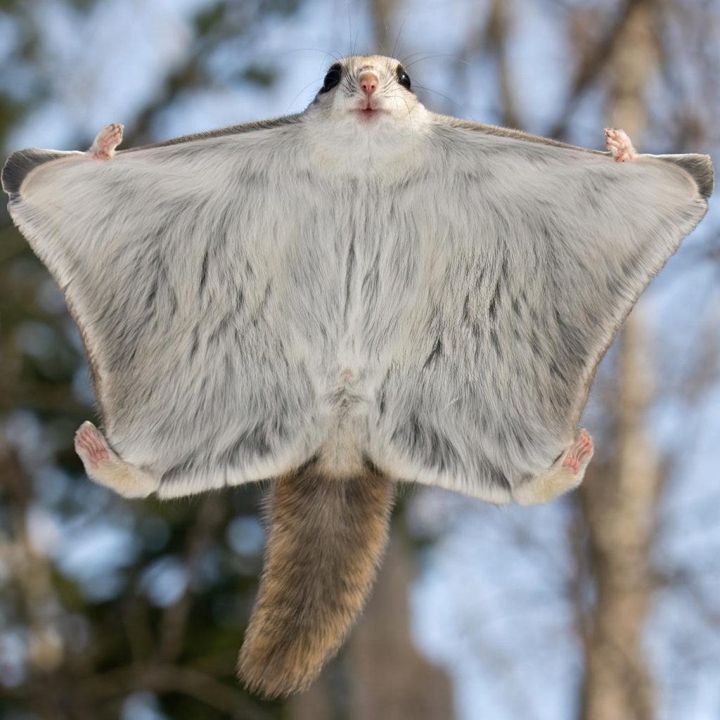летяща катерица пух