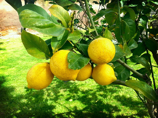 лимонено дръвче