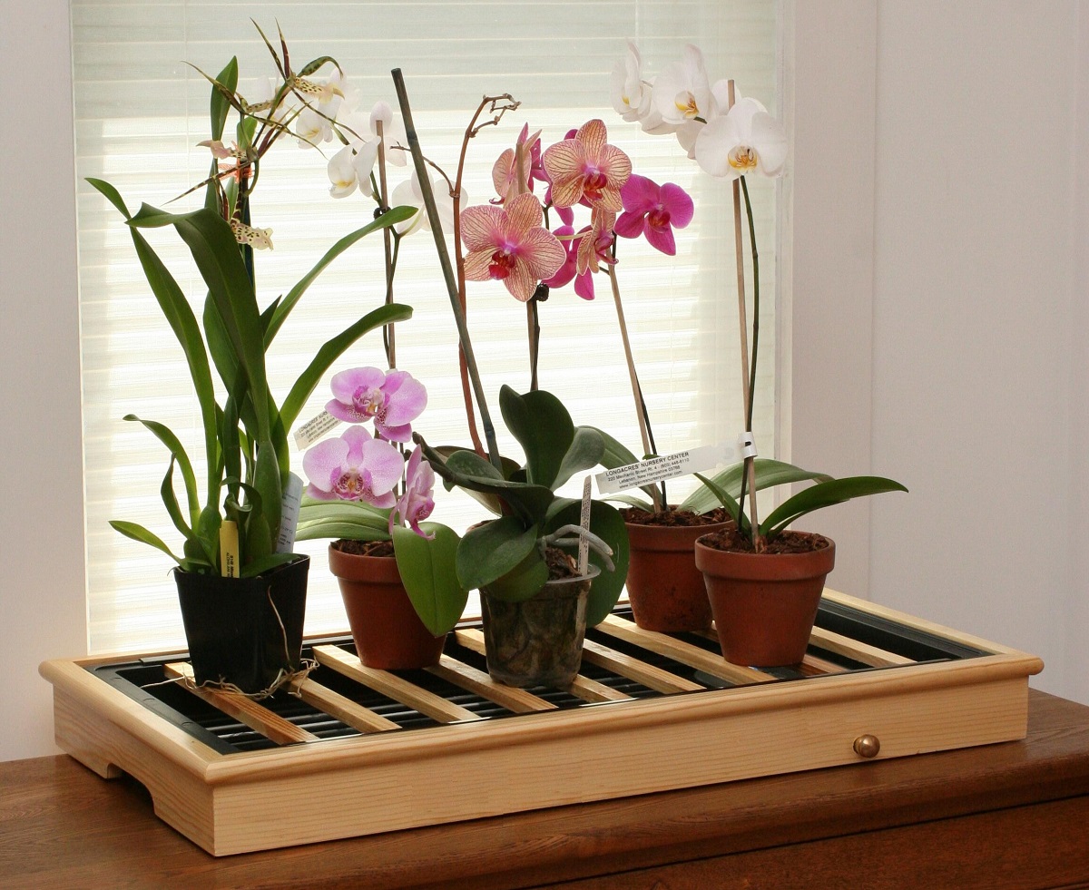 орхидеи на решетка