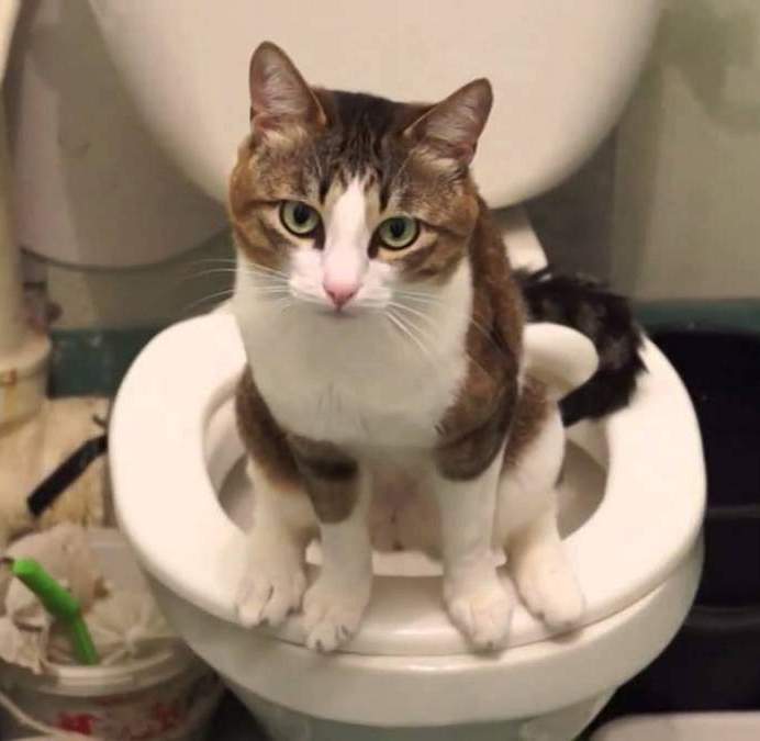 котка в тоалетната