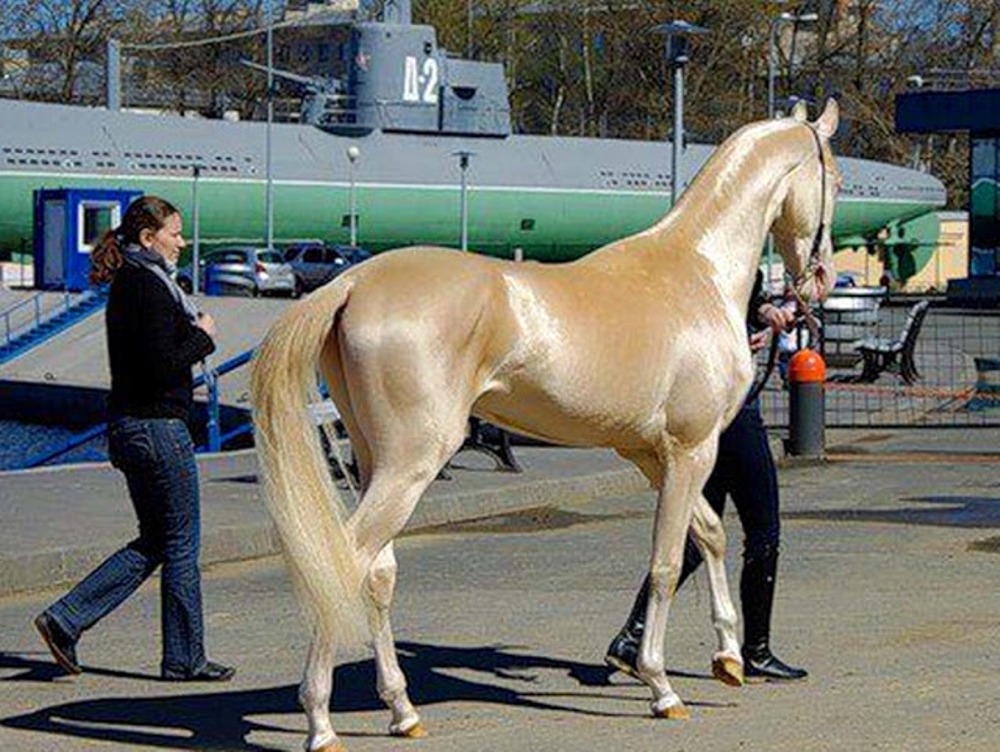най-красивият кон в света