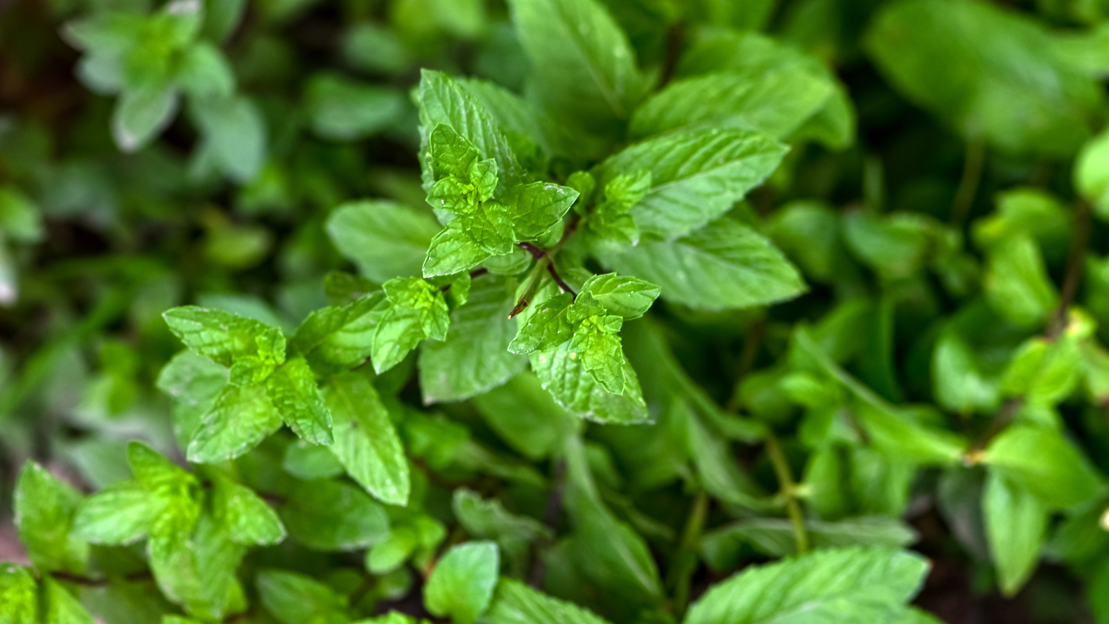 fresh mint
