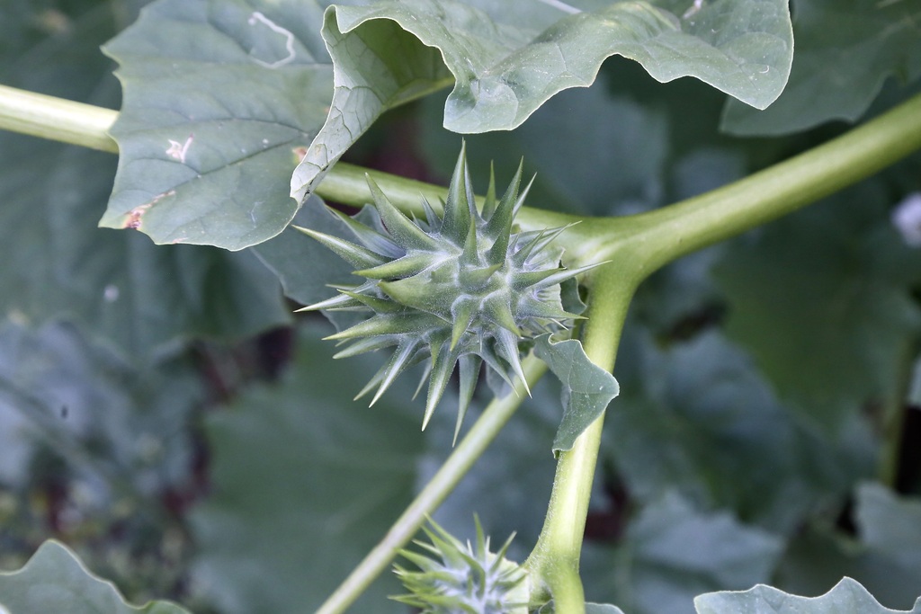 Datura ferox