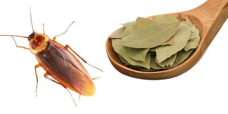 дафинов лист срещу хлебарки