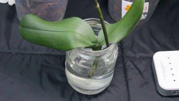 орхидея във вода