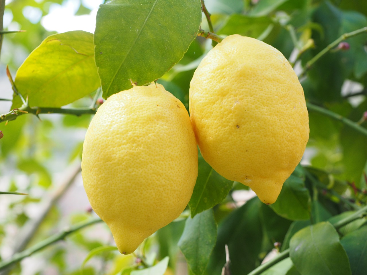 узрели лимони