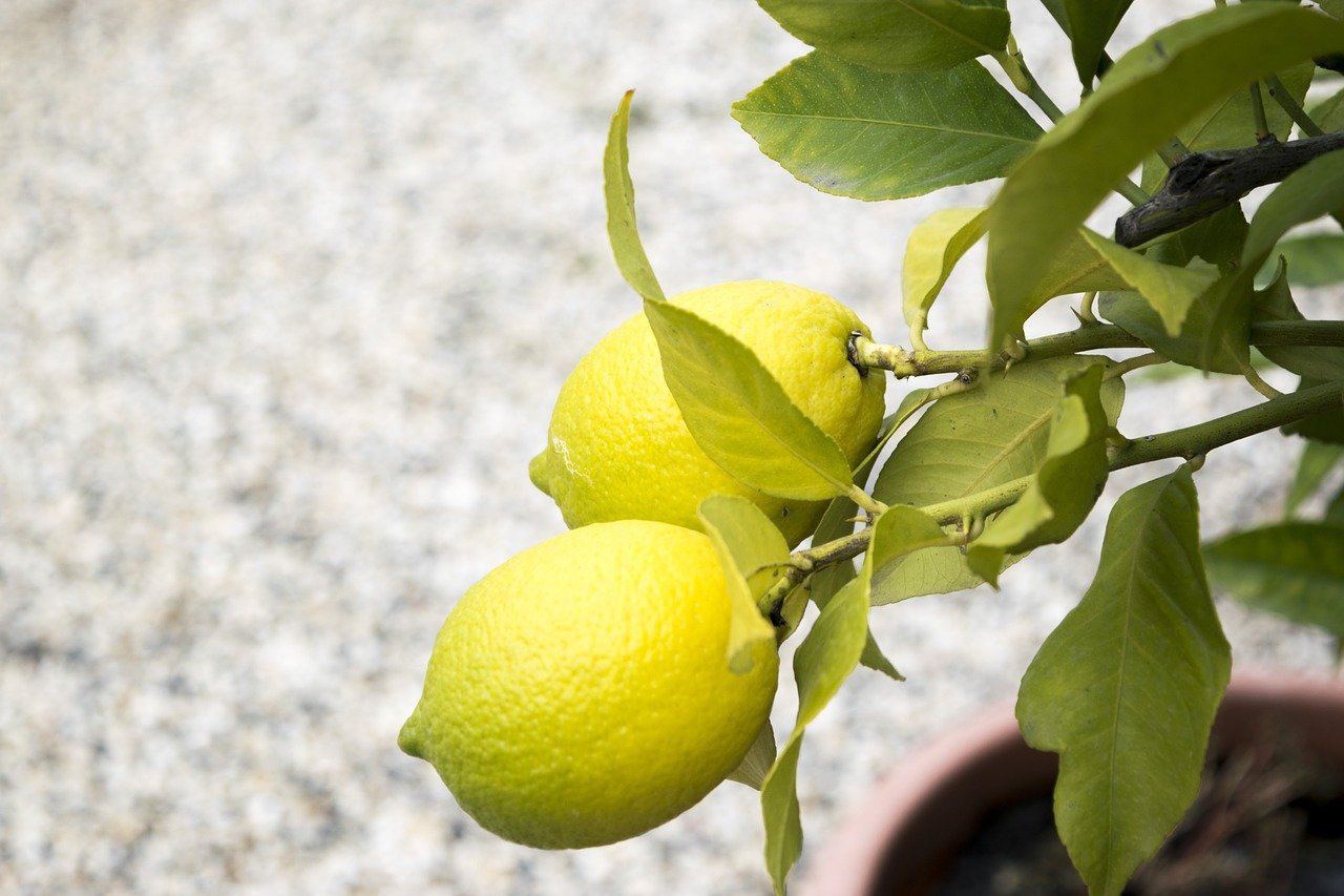 лимон на дръвче