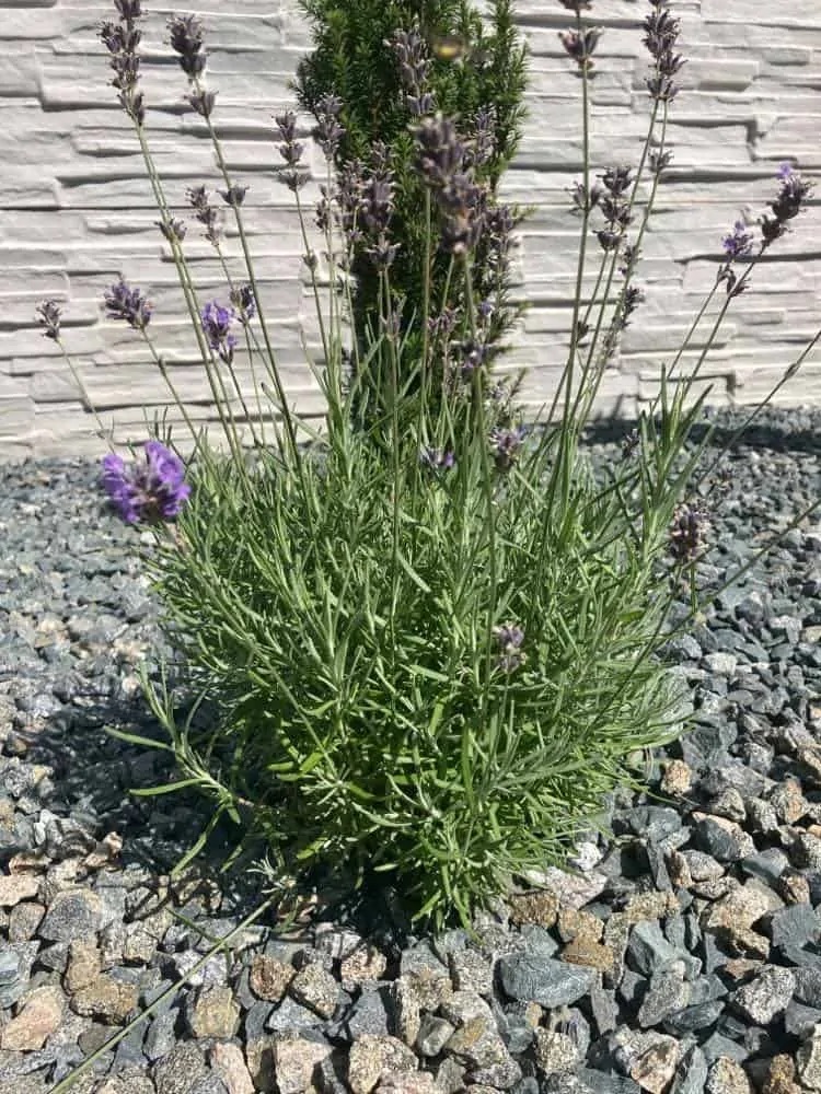 lavender soil