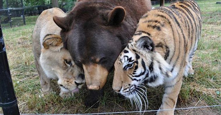 мечка, лъв и тигър