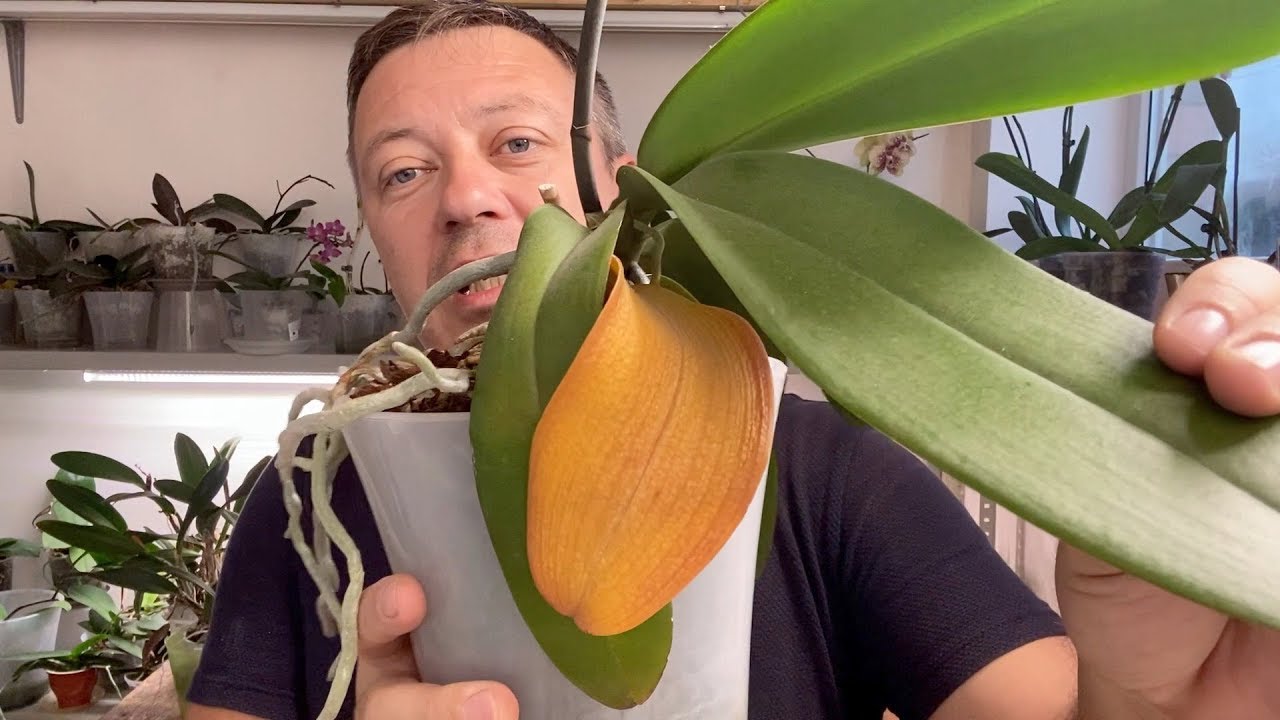 орхидея жълти листа