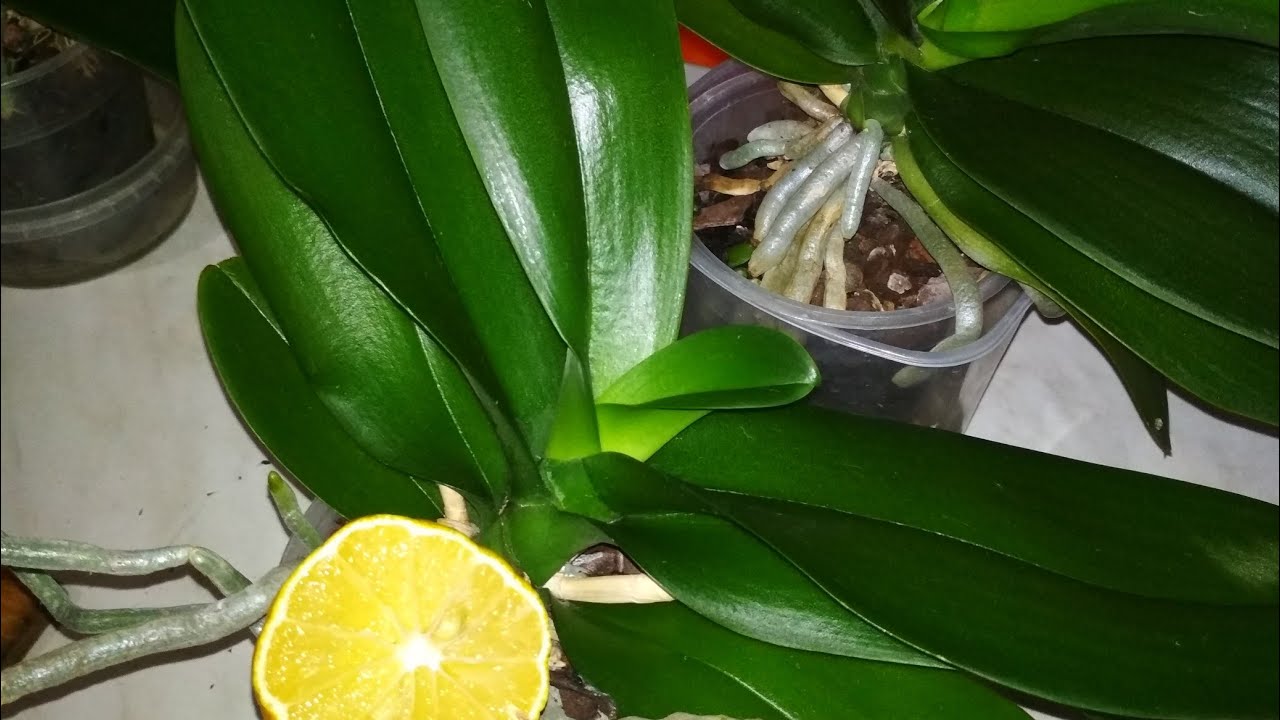 лимон орхидея