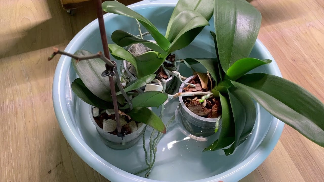 поливане орхидеи зима