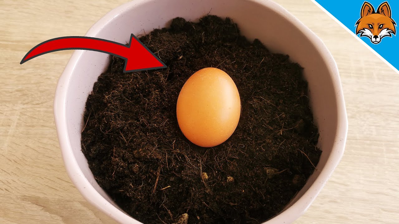 яйце в почвата