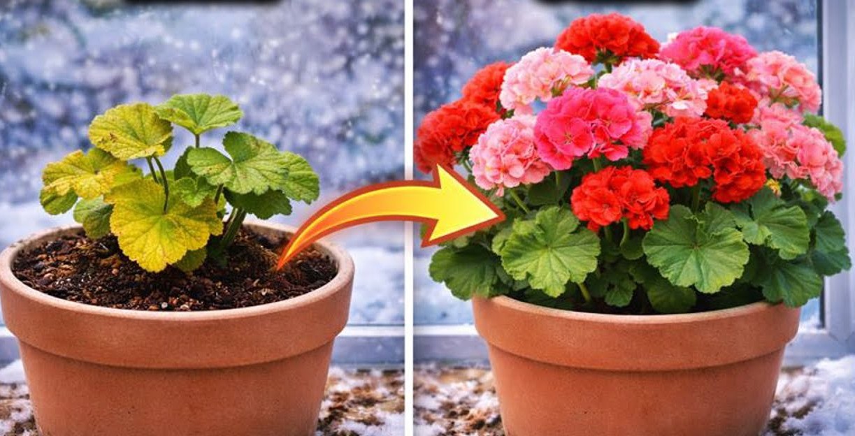 мушкато съживяване