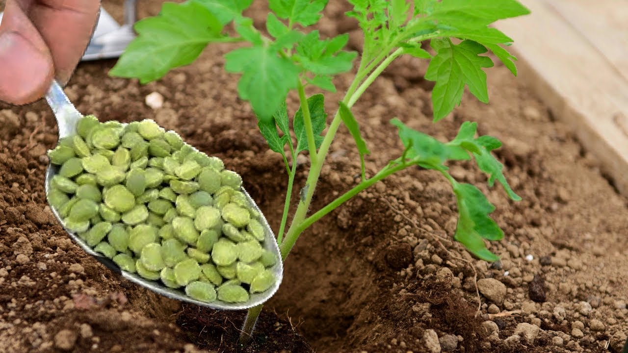 грах при разсада