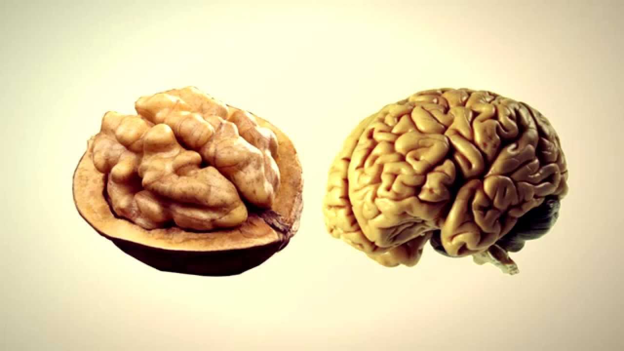 орехи за мозъка
