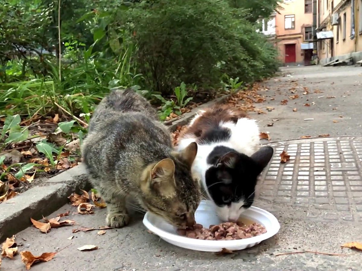 бездомни котки храна
