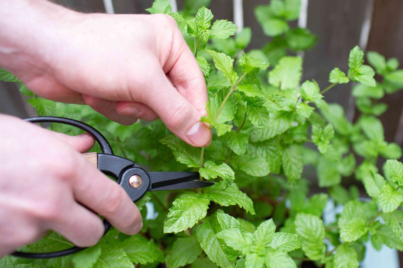 pick peppermint