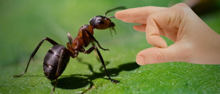 прогонване на мравки