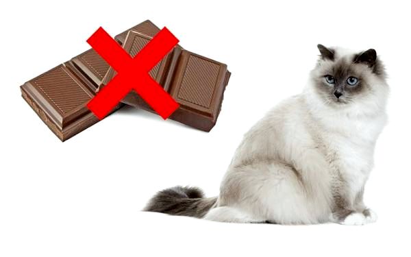 шоколад за котката