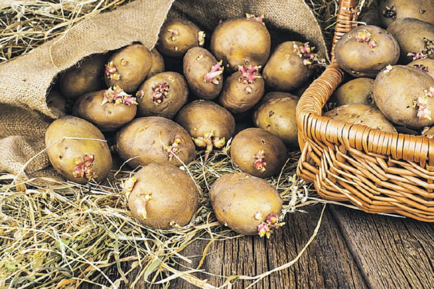 картофи с кълнове