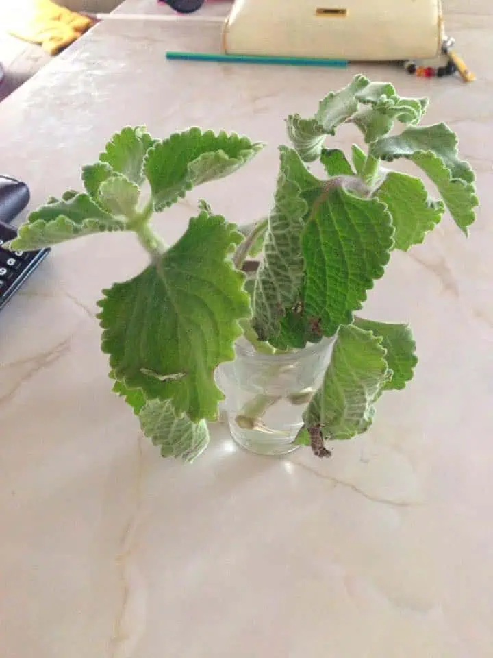 вкоренавяне риган