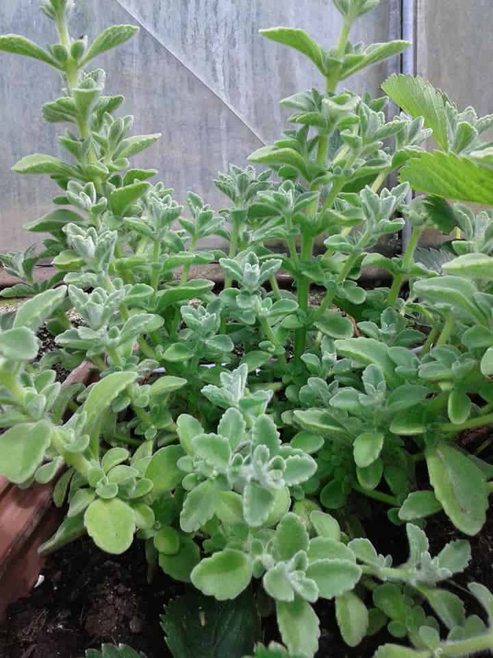 кубински риган