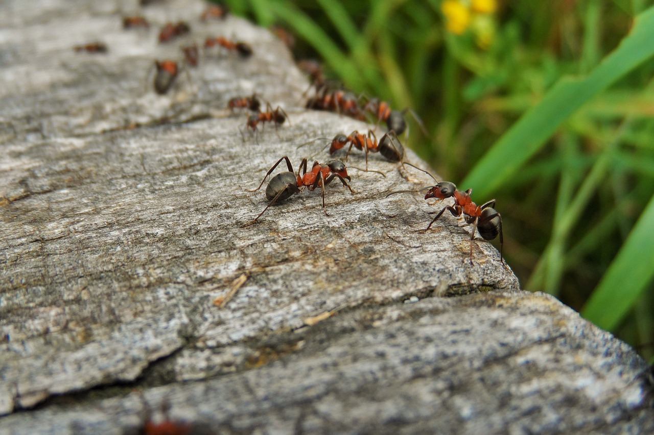 мравки в градината