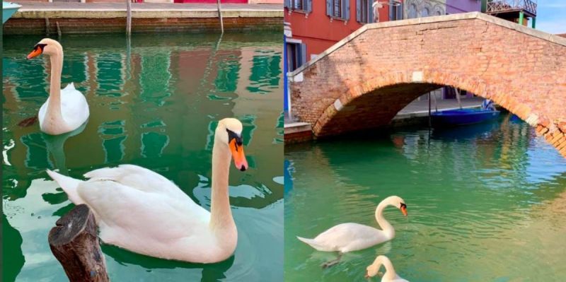 лебеди във Венеция