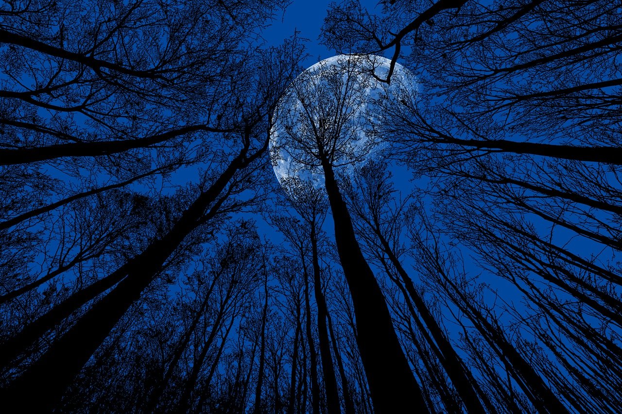 луна сред дървета