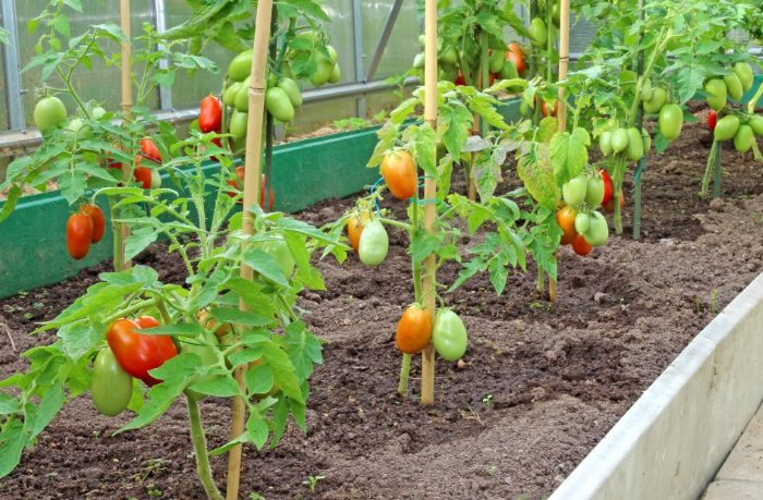 домати в оранжерия