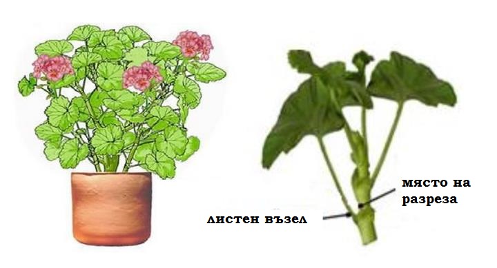  по какъв начин се реже мушкато 