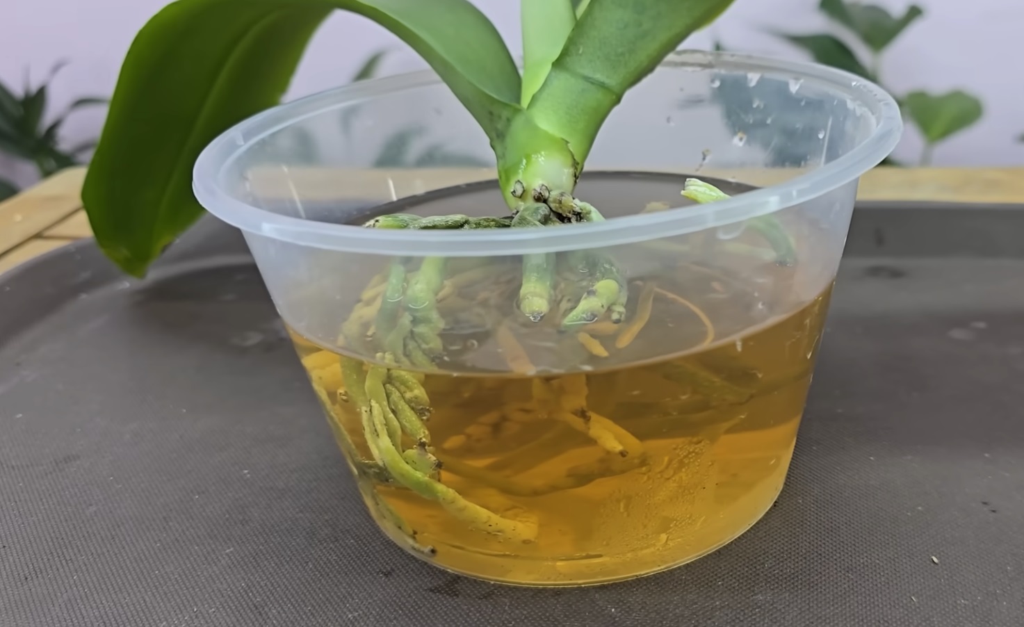 орхидея в лучена вода