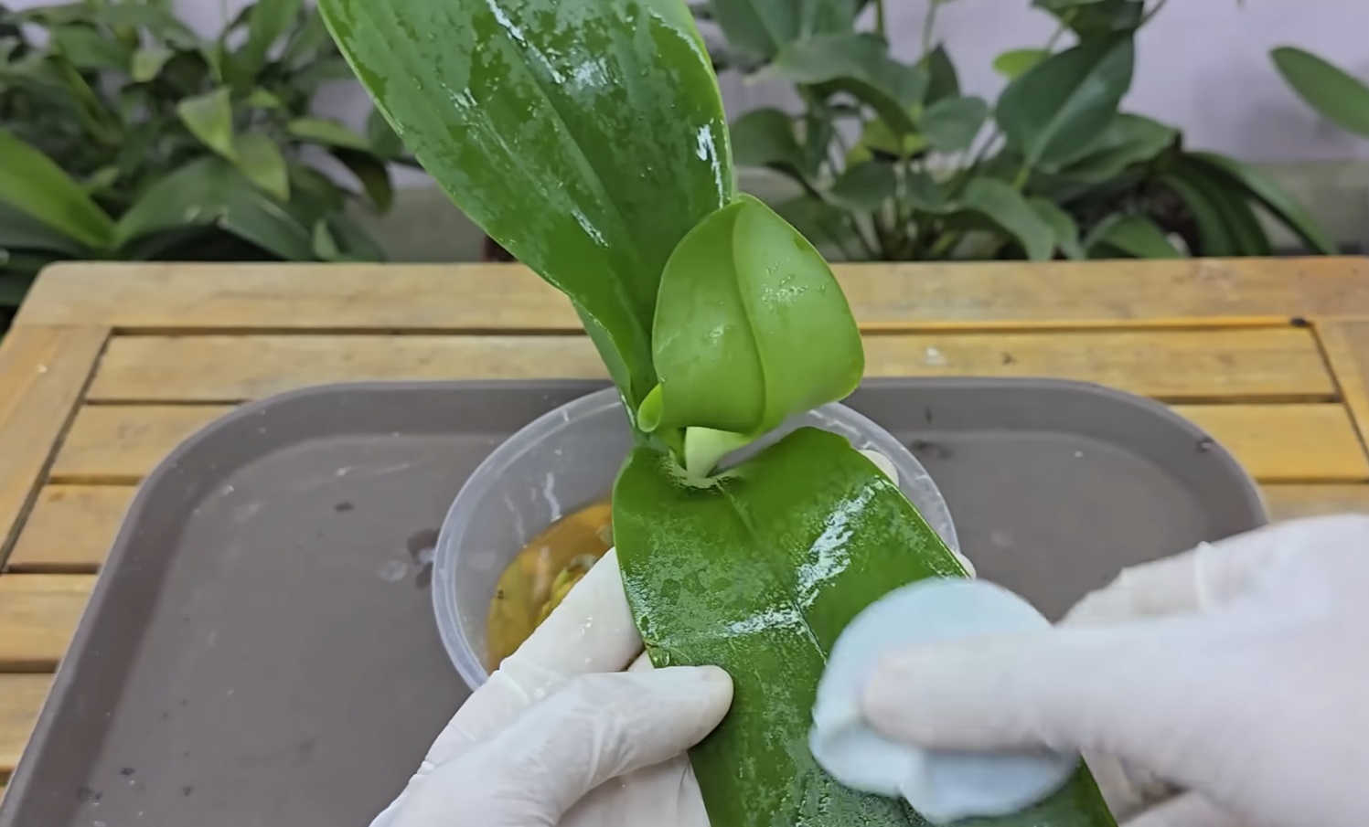 измиване орхидея