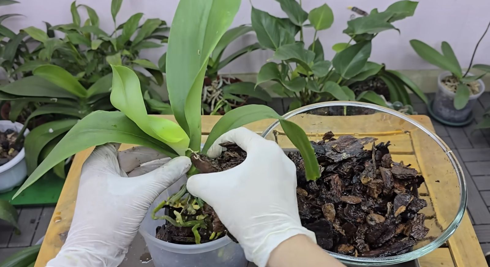 орхидея сфагнум