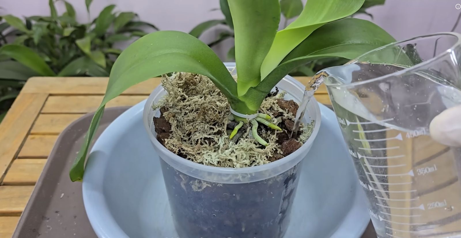 поливане орхидея