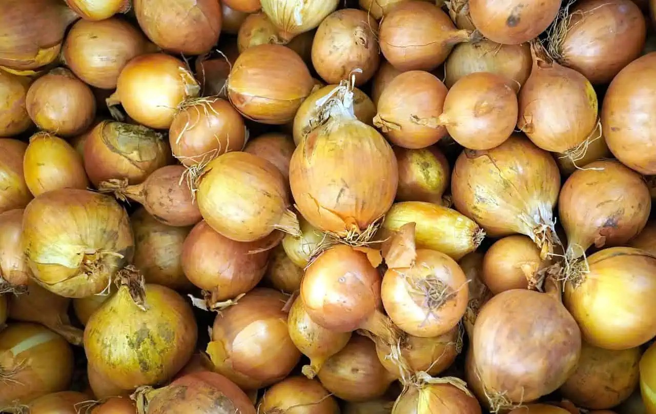 реколта лук