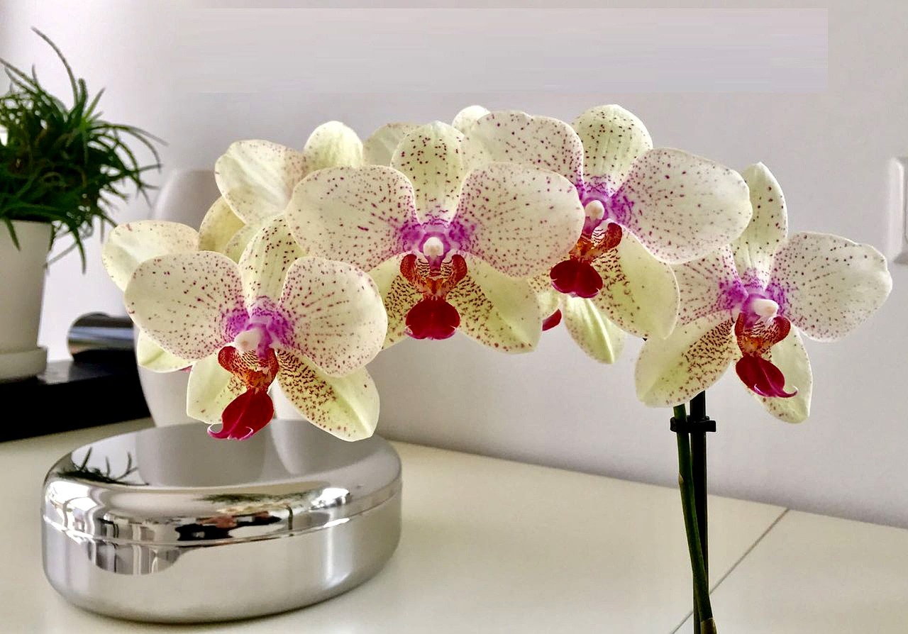 петниста орхидея