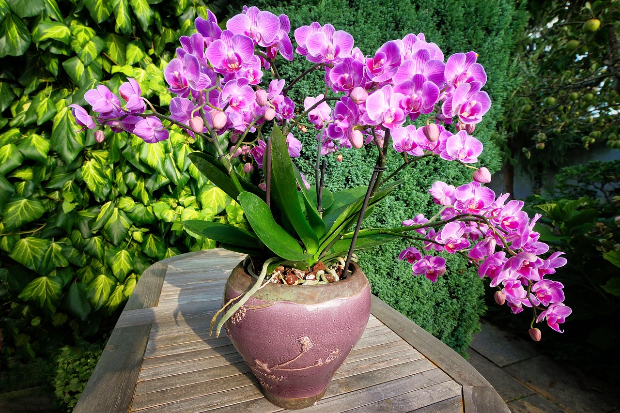 цъфнала орхидея