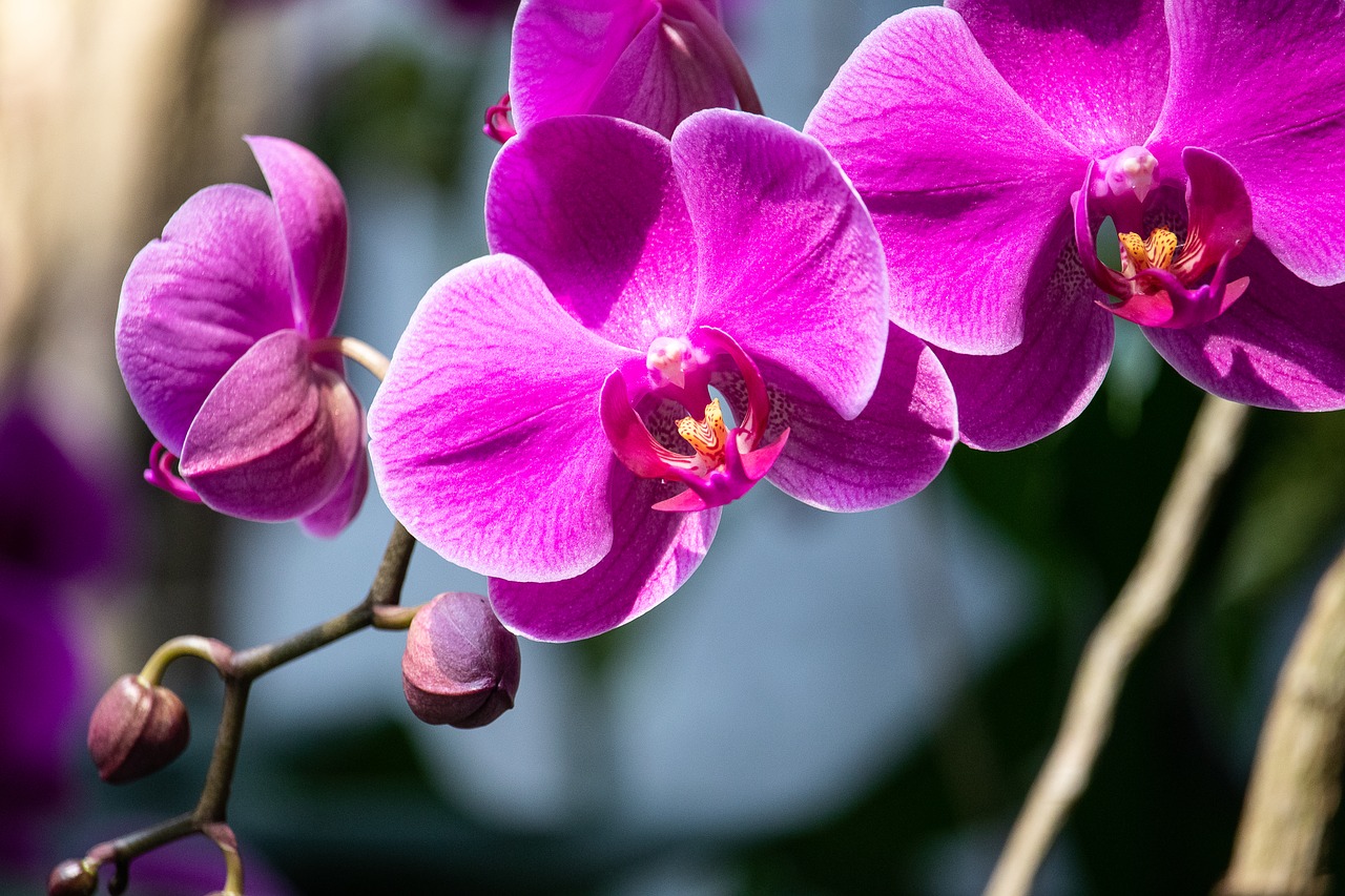 виолетова орхидея