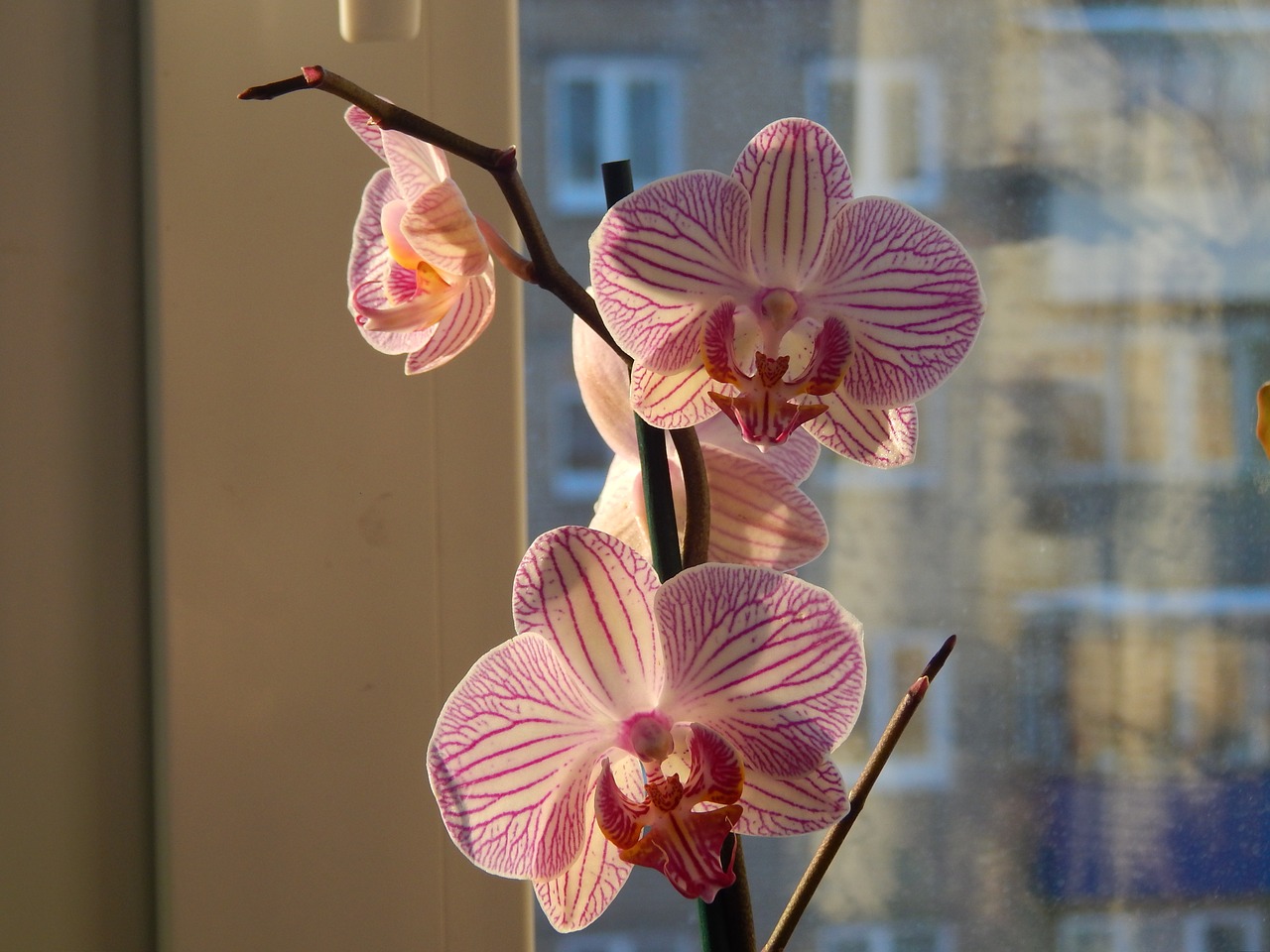 орхидея цветове