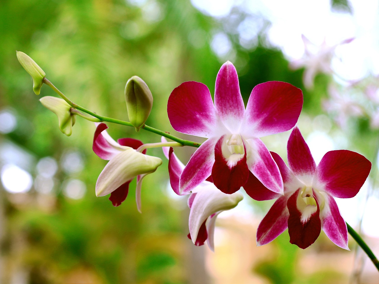 орхидея тъмен цвят