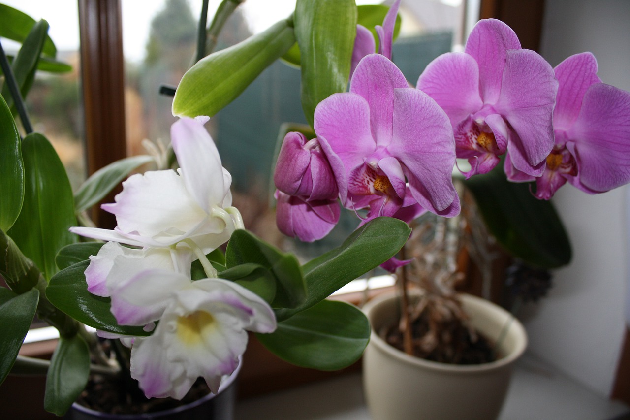прекрасни орхидеи