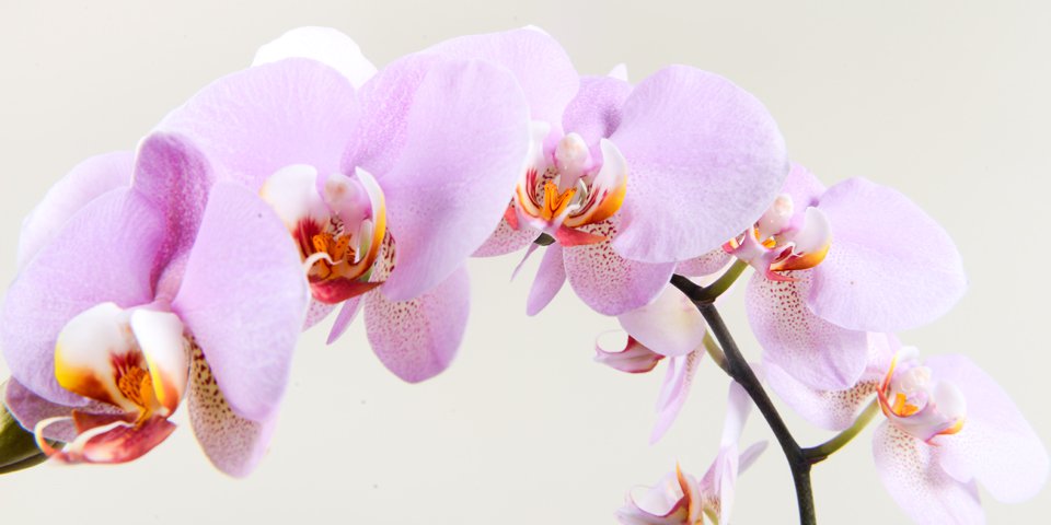 цвят орхидея