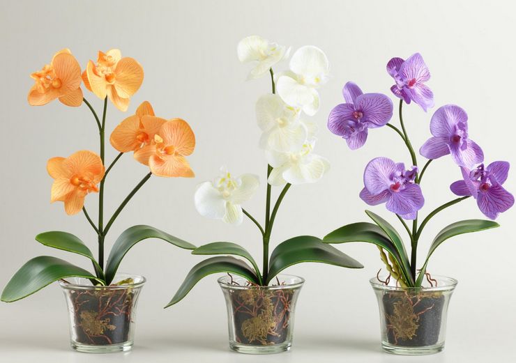 разноцветни орхидеи