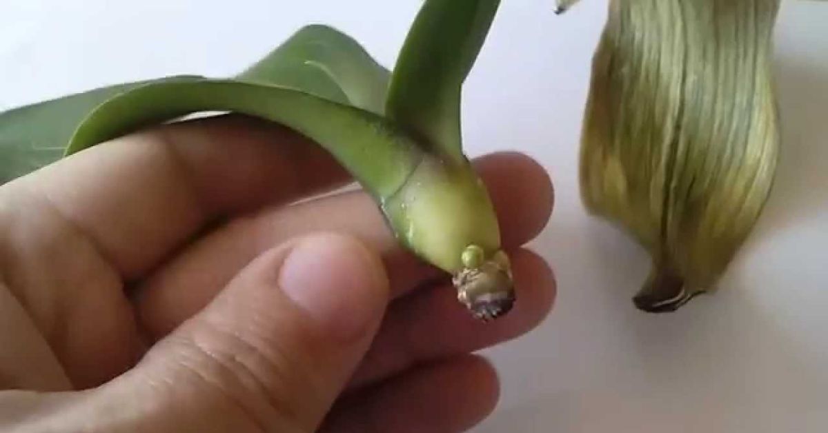 орхидея листа