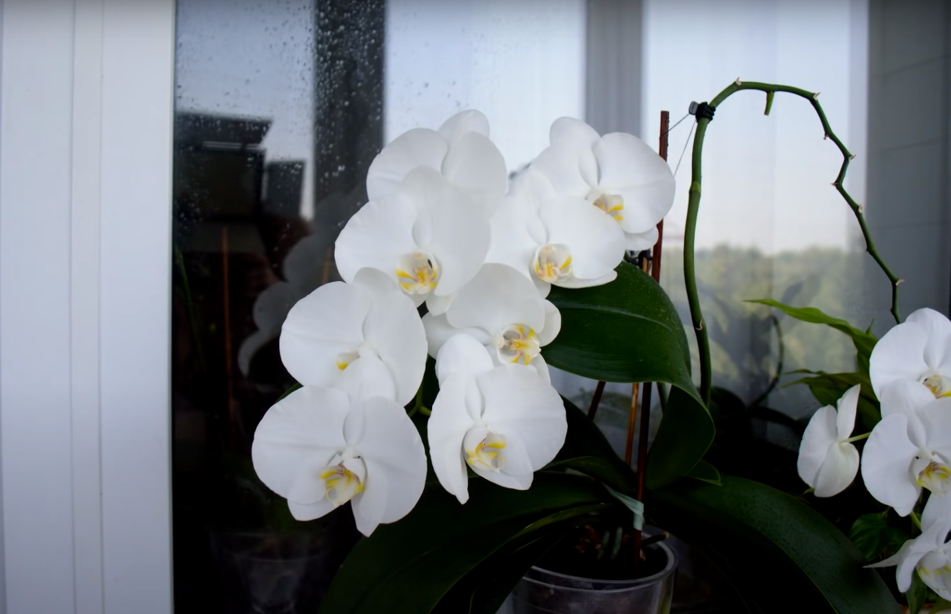 бяла орхидея