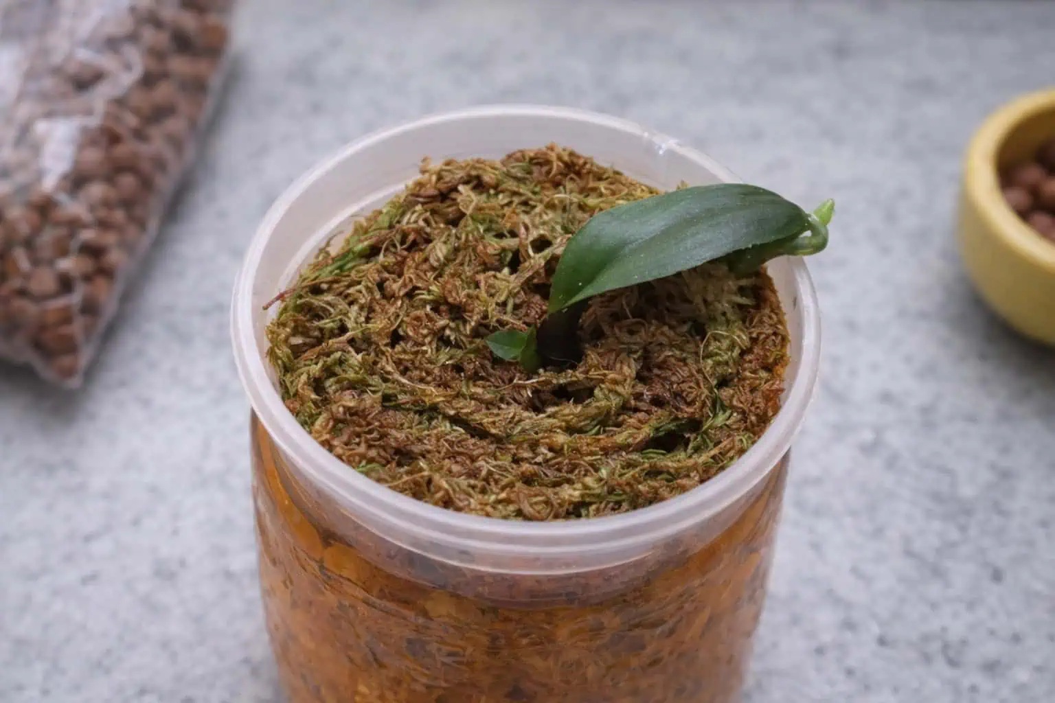 засаждане бебе орхидея