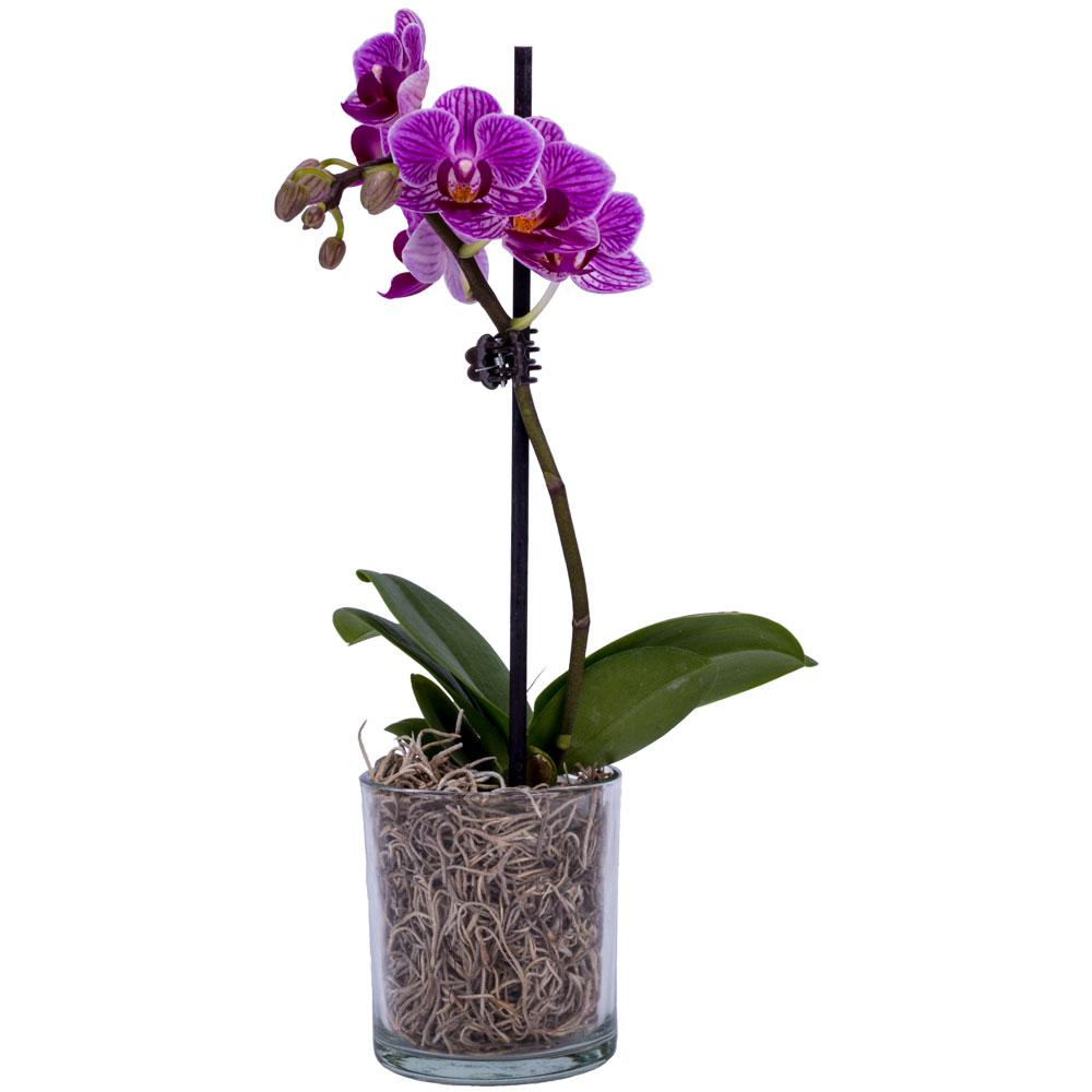 орхидея в прозрачна саксия