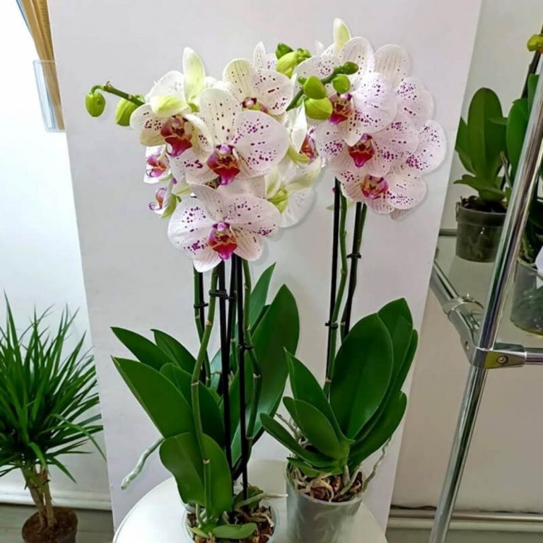розови орхидеи